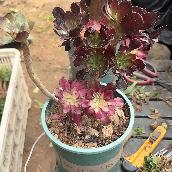 红陶哈哈哈哈哈哈哈