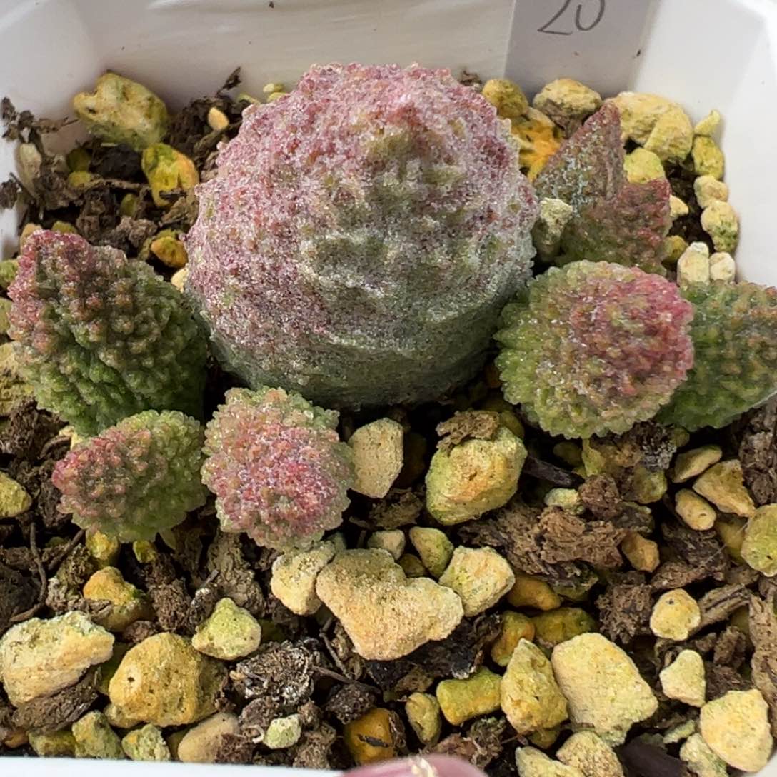 实生底叶苗拉直款多肉植物