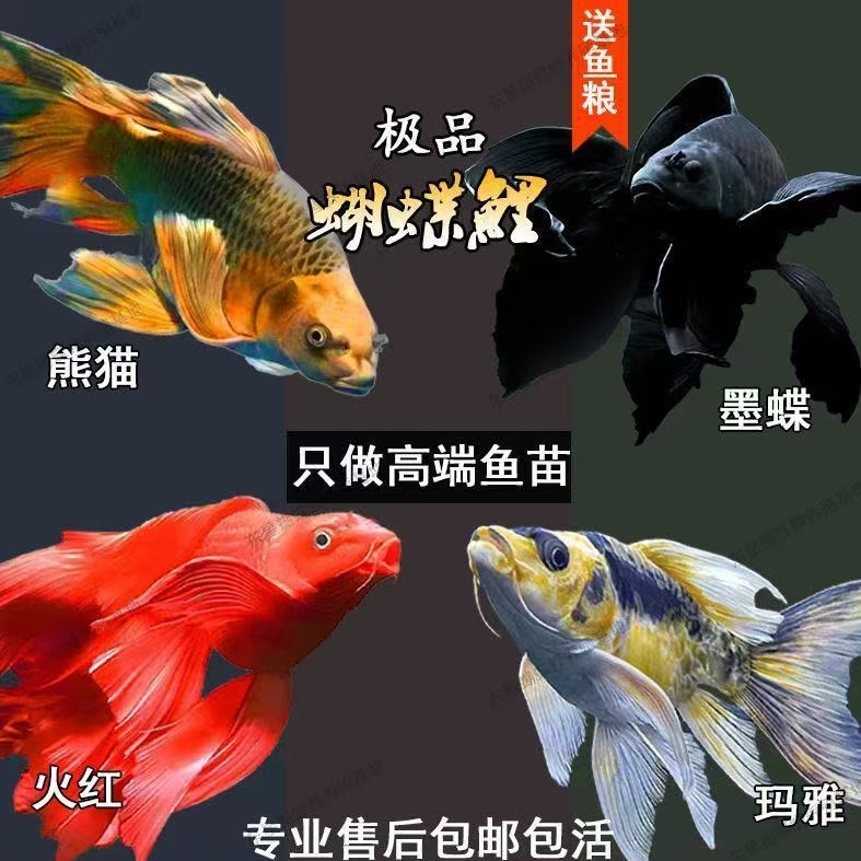 1号链接--蝴蝶鲤球体普身