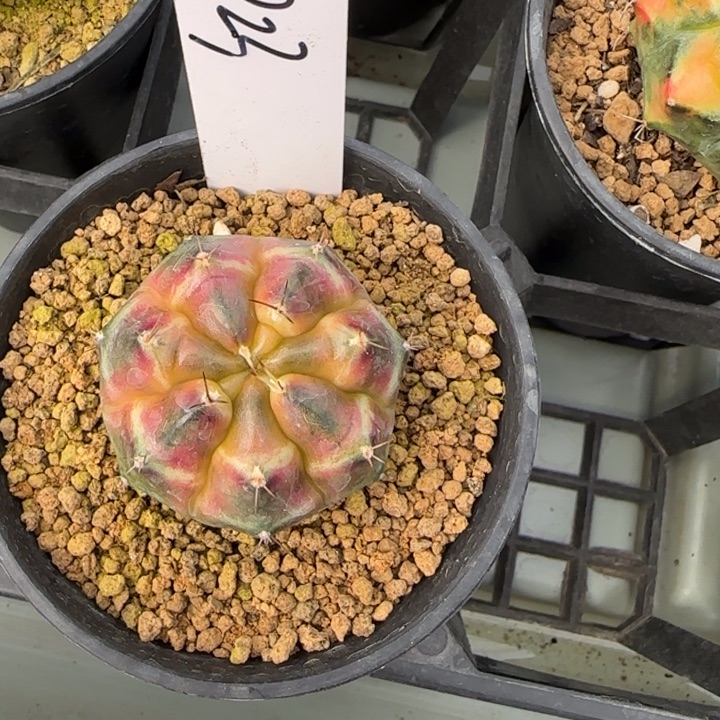 823-0209脱土发多肉侧芽