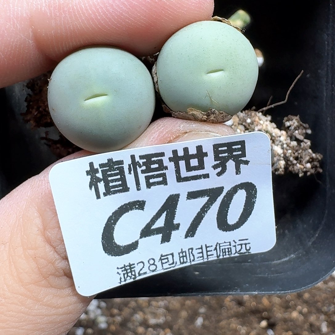 多肉植物的人生fbb