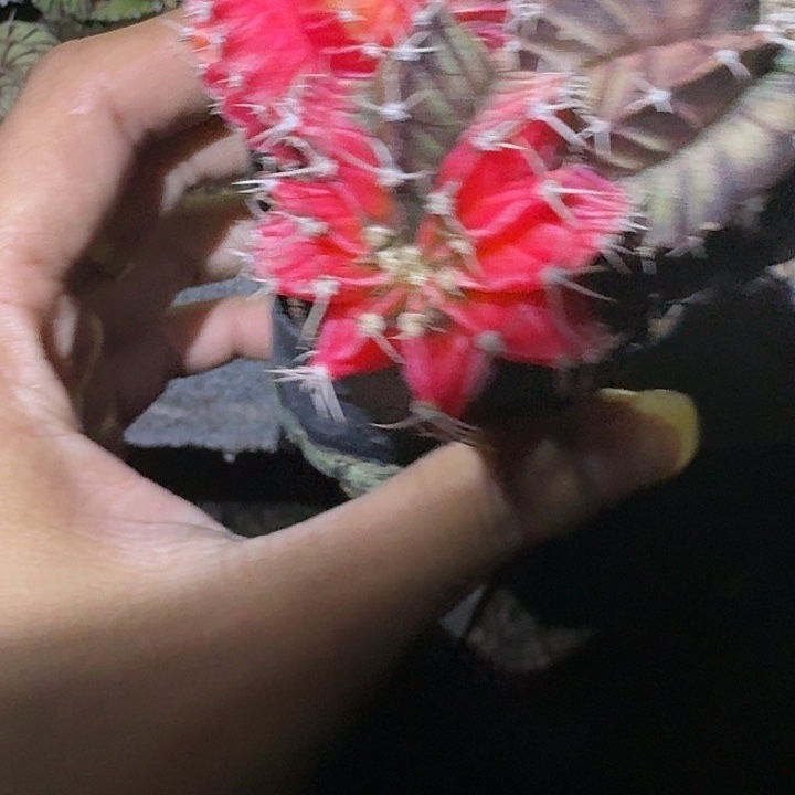 蛋***丫无花朵内骨哈哈哈哈哈哈哈哈姐