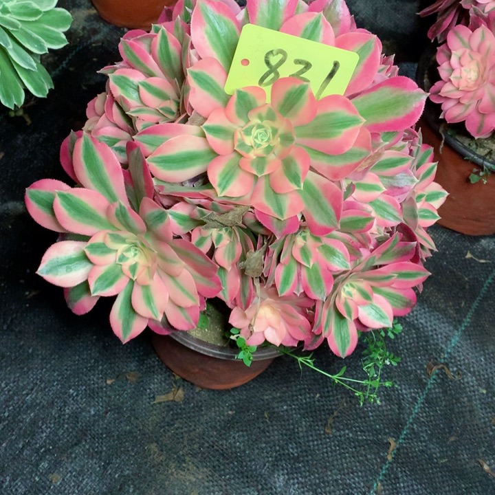 831粉女巫多肉一物一拍