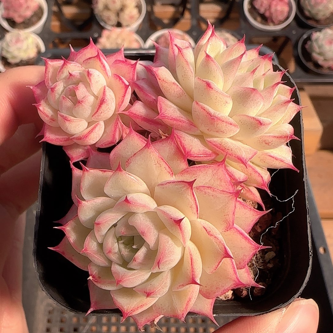 多肉1206-199女王玫瑰