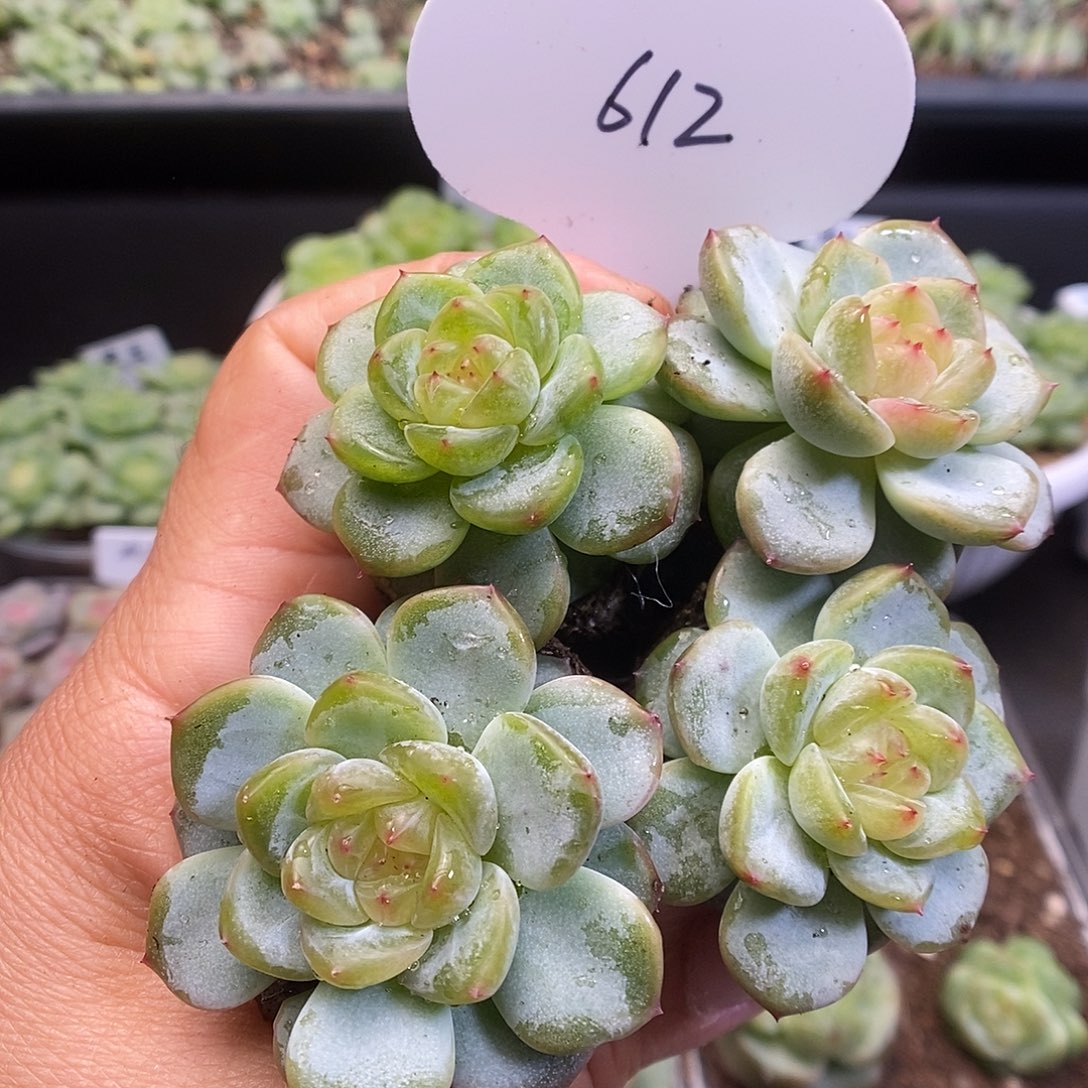 一物一拍一物一拍913-612