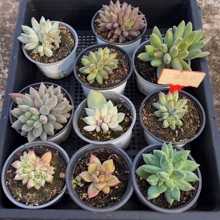 252多肉植物一物一拍