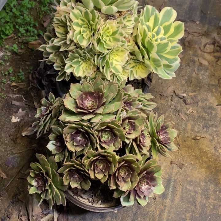 两盆多肉断头不包1339