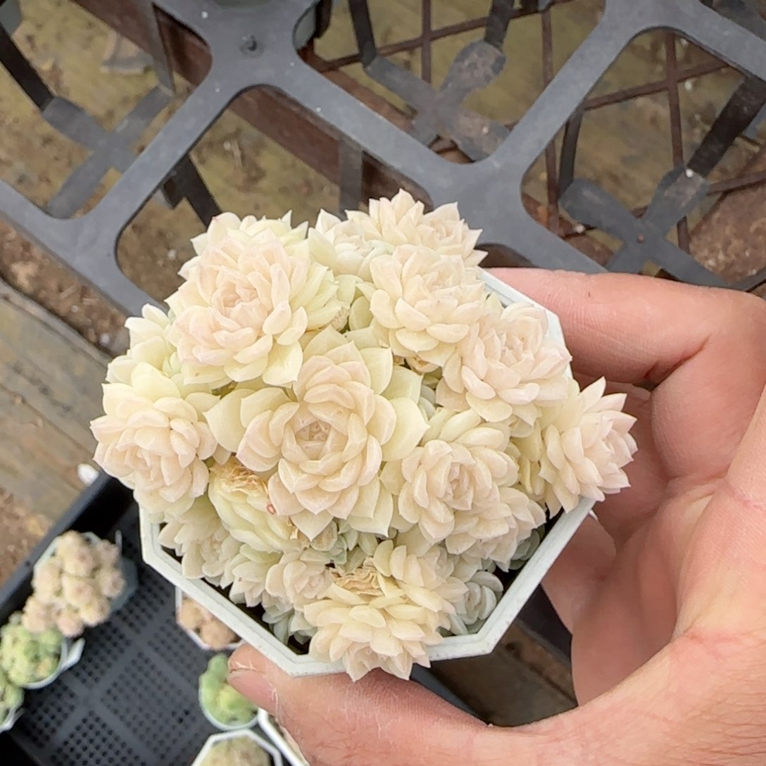 【闪购商品】0216-58（fm-74-1）