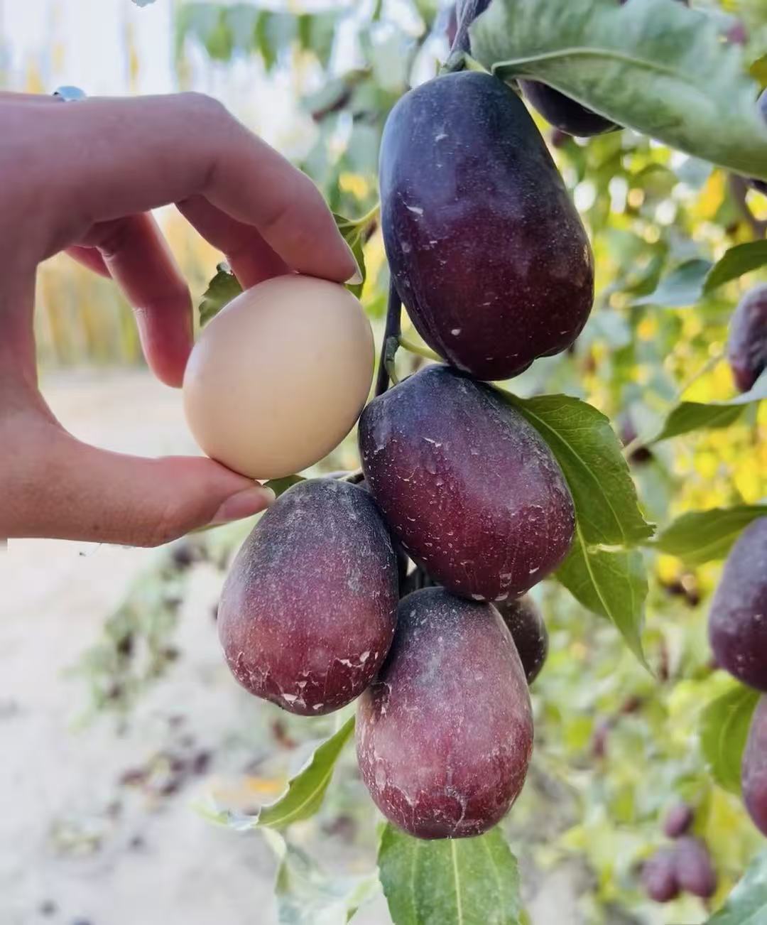 新疆和田大枣自然吊干2斤5斤产地直发包邮