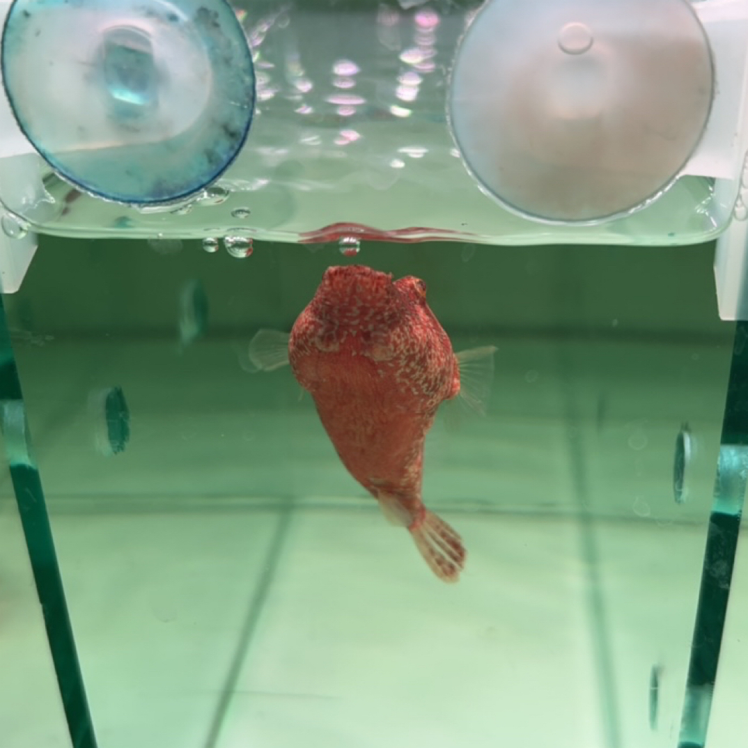 小型热带观赏鱼红木瓜4-9厘米