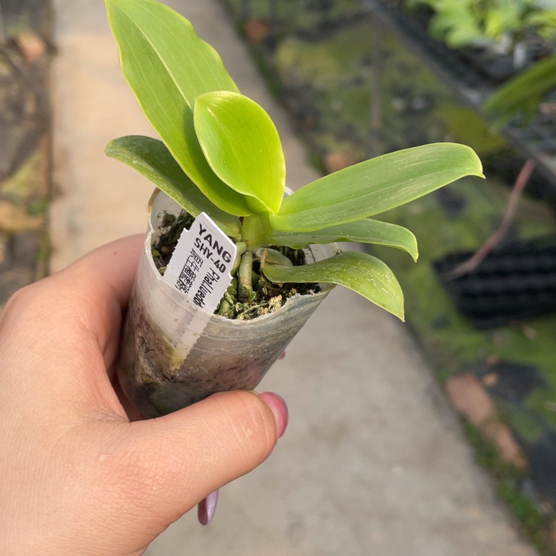 当前无花栽培后可以开花