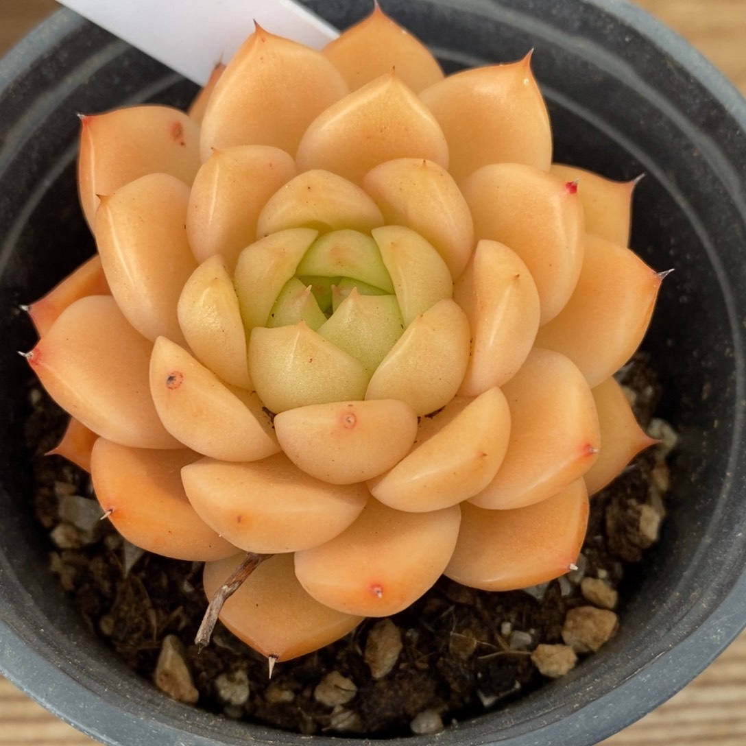 一物一拍多肉植物-小脸东云