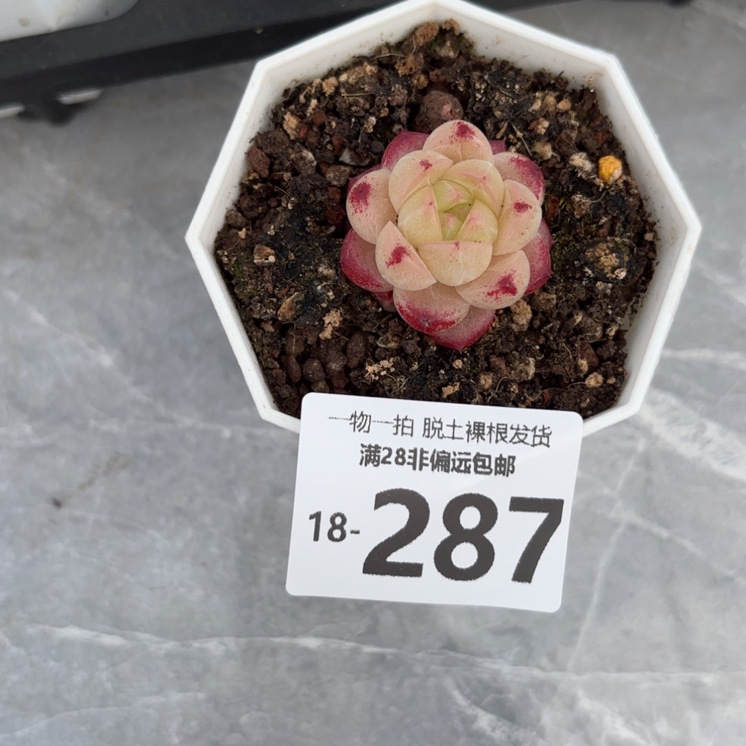 m100多肉多肉多肉