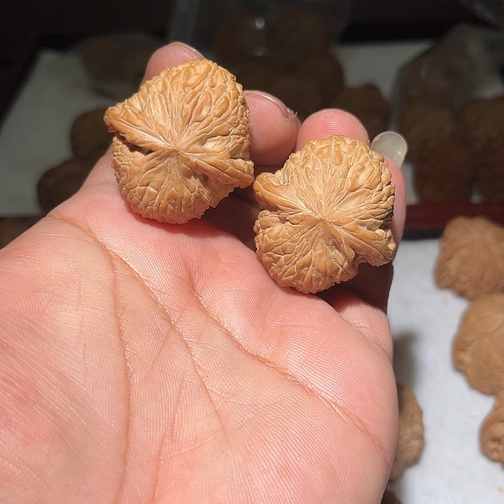 木38大肚泥鳅背。     