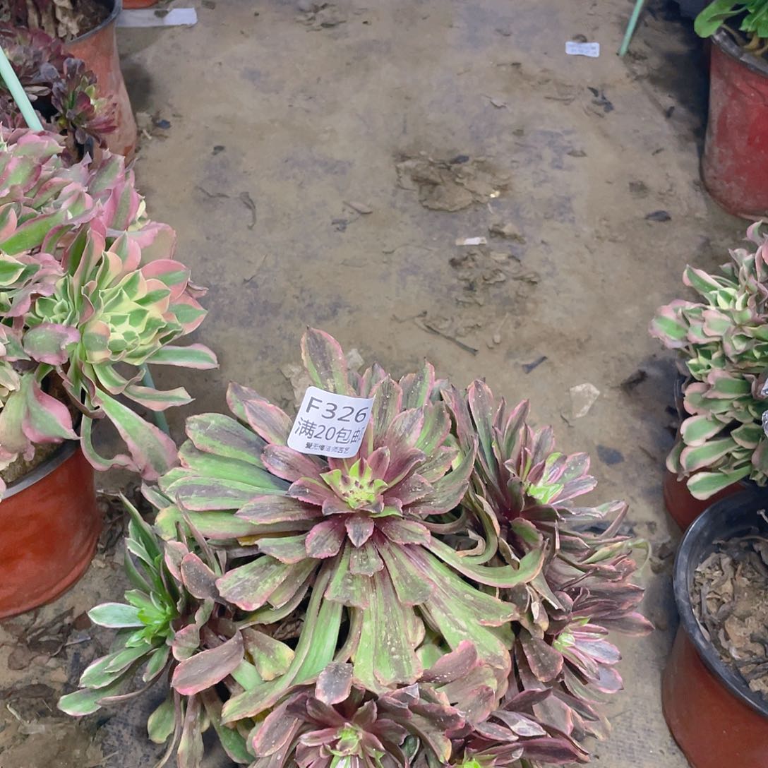 326萤火粉黛多肉