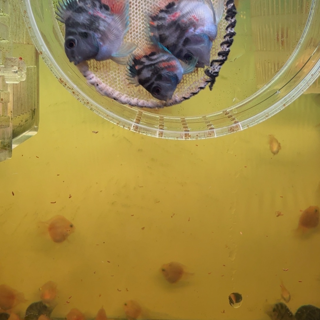 鹦鹉鱼胭脂粉一对