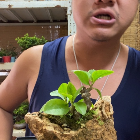 红陶一物一拍所见即所得42