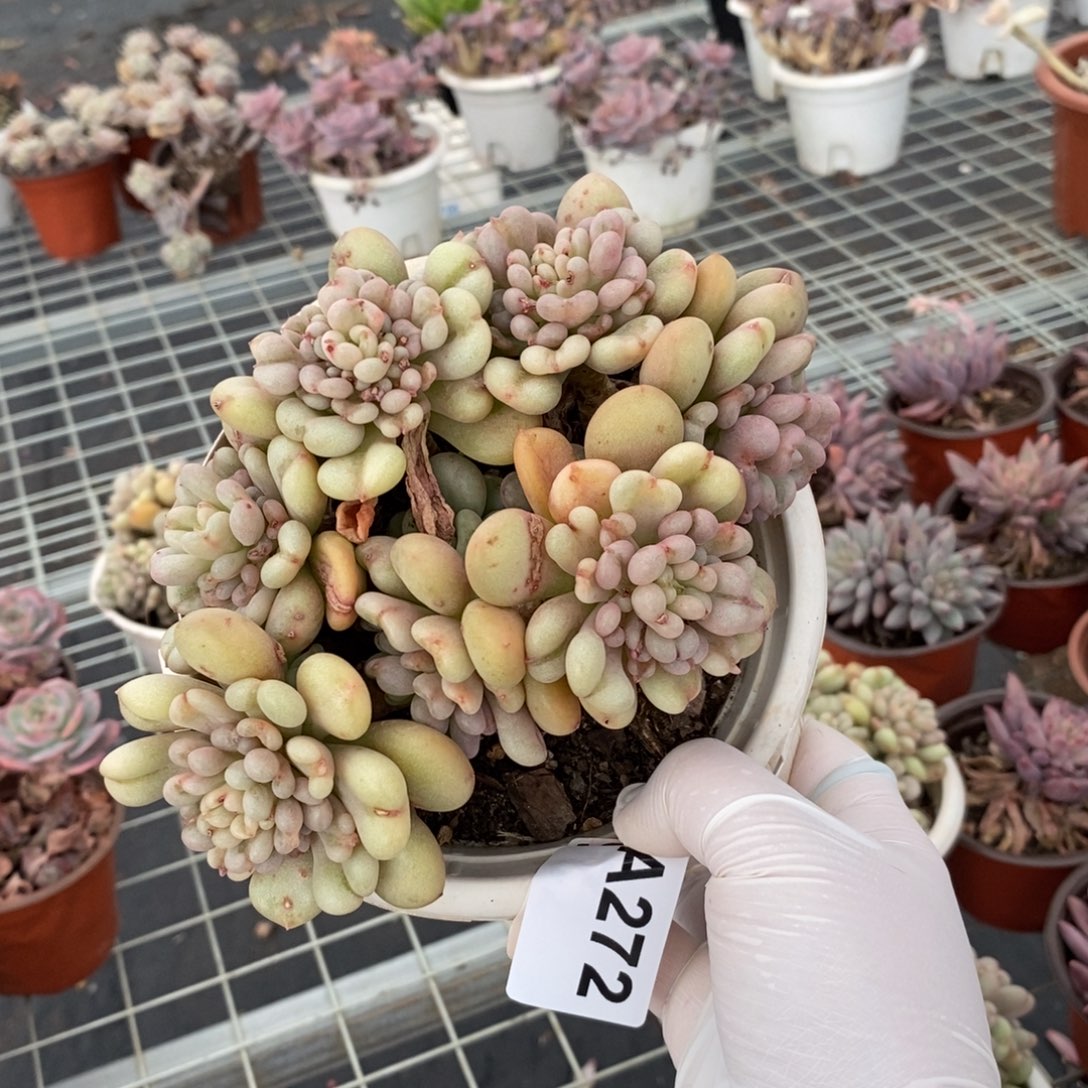 272比尔盖茨一物一拍