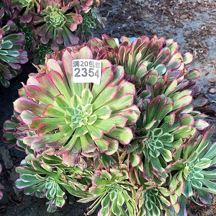 2354 一颗水木年华法师