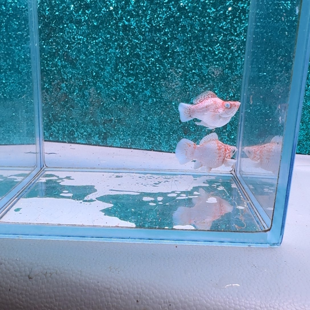 黑玛丽鱼693号玛丽2条