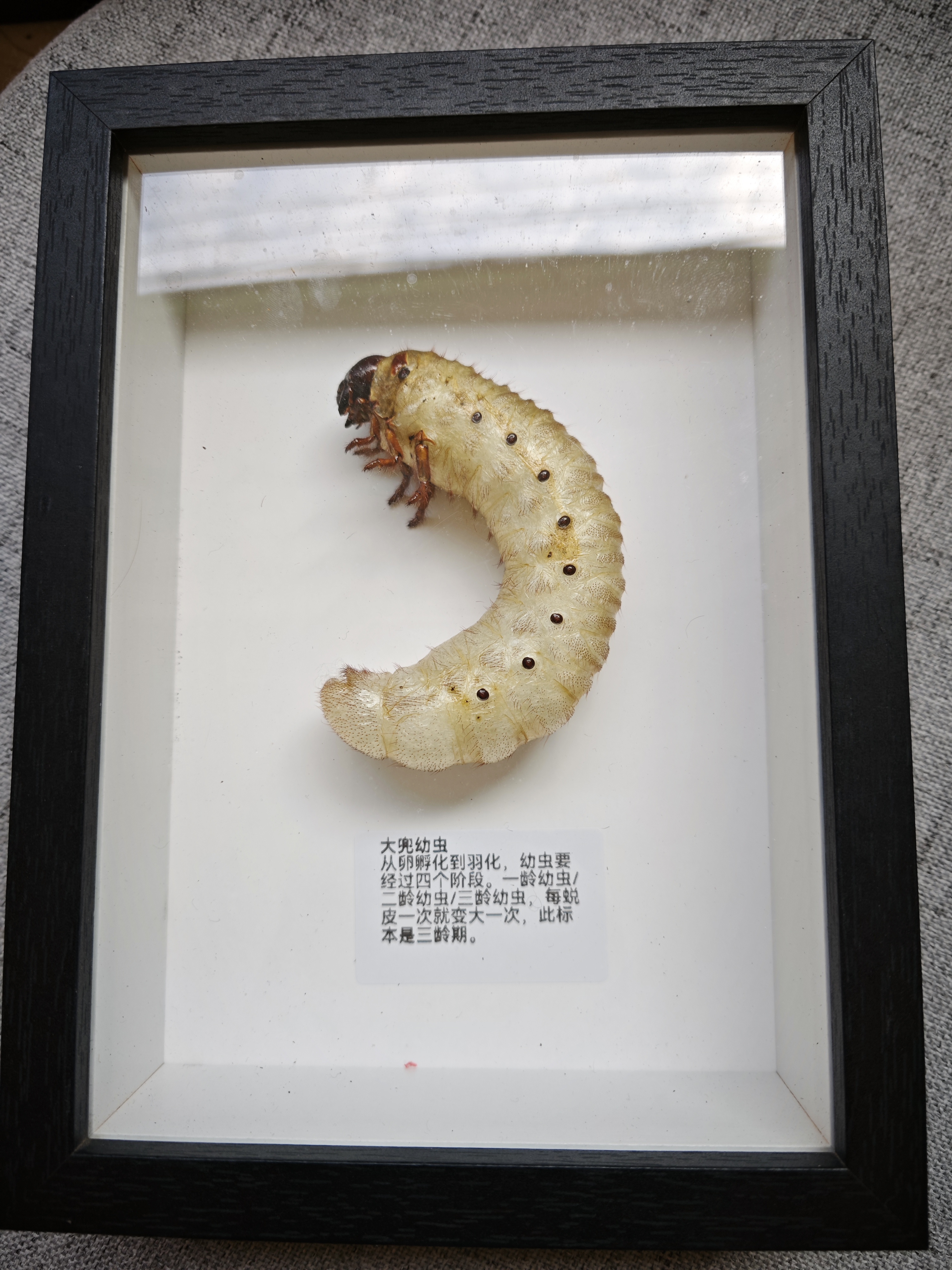 大兜虫L3幼虫标本