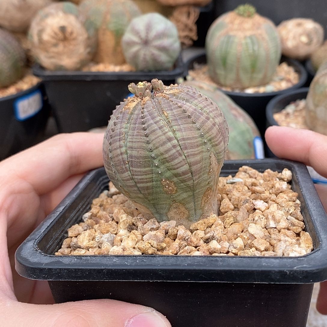 欧系实生布纹球多肉植物