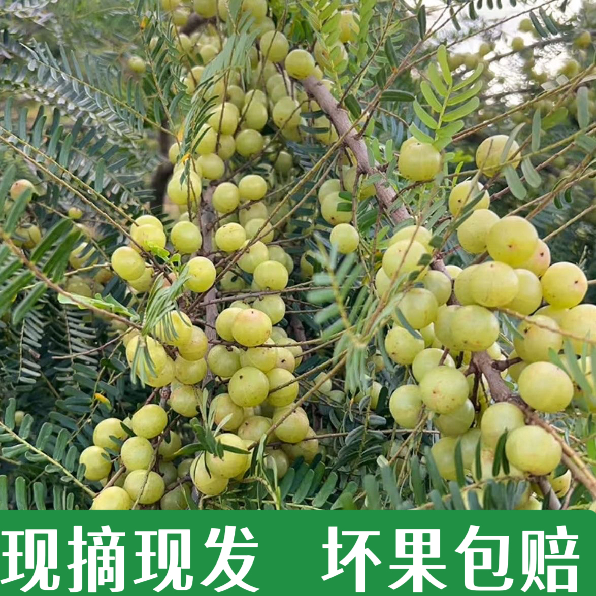 新鲜采摘油甘果余甘果滇橄榄油甘酸水果油甘泡酒果子油柑新鲜现摘