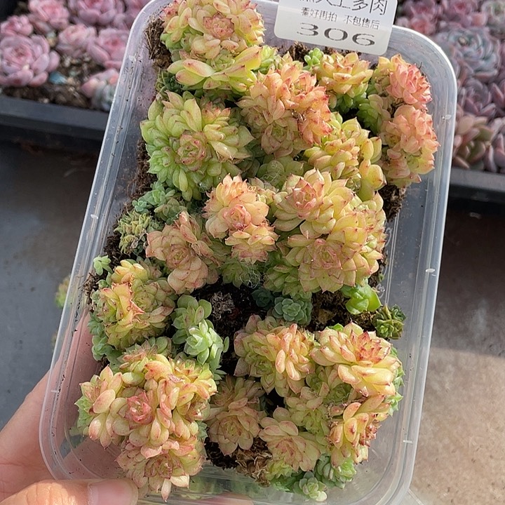 糕大上多肉植物306