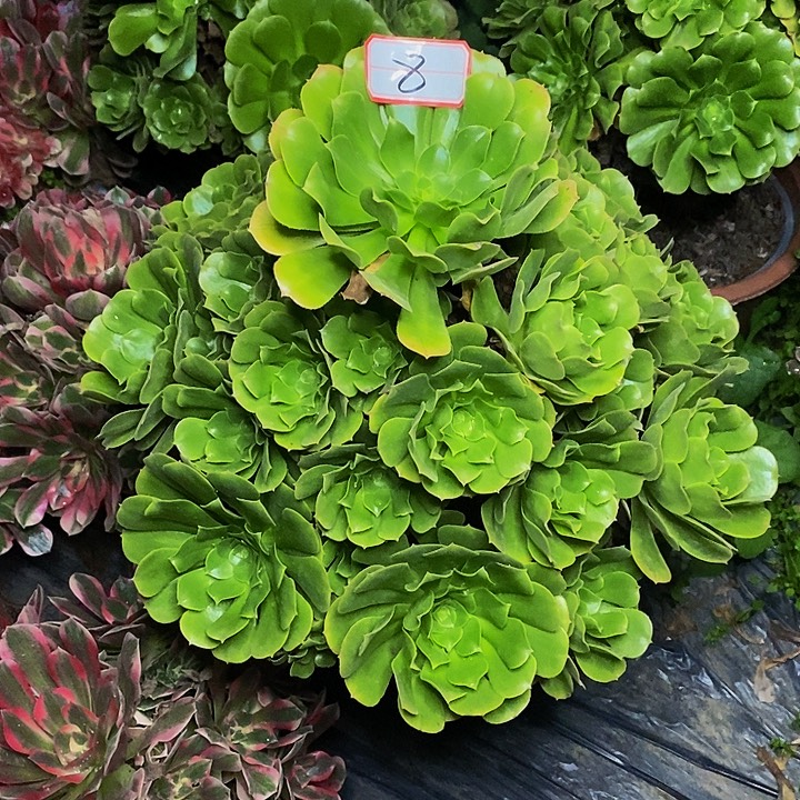 绿羊绒老桩的捧花8