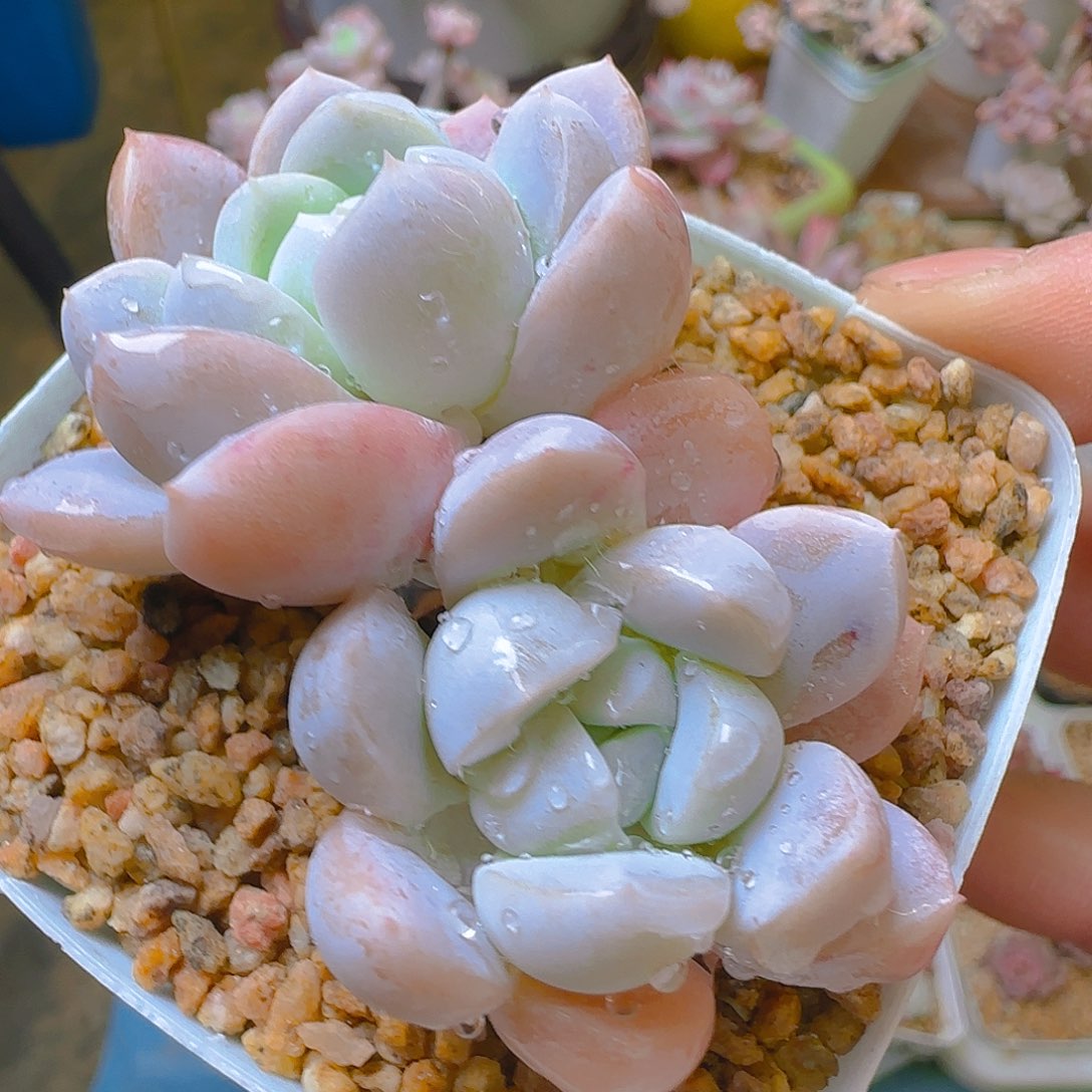 达摩兔，432，仙农出品多肉