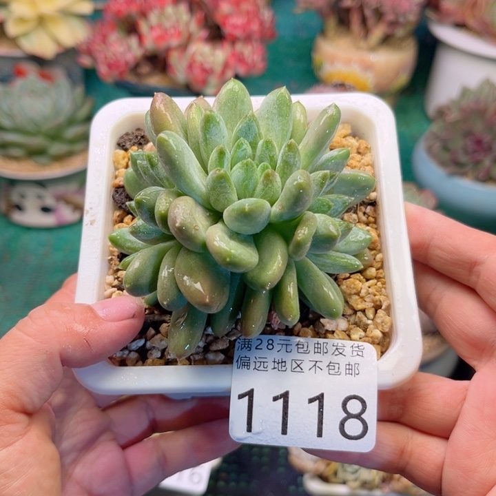 大1118:）svzvcbbdgcg