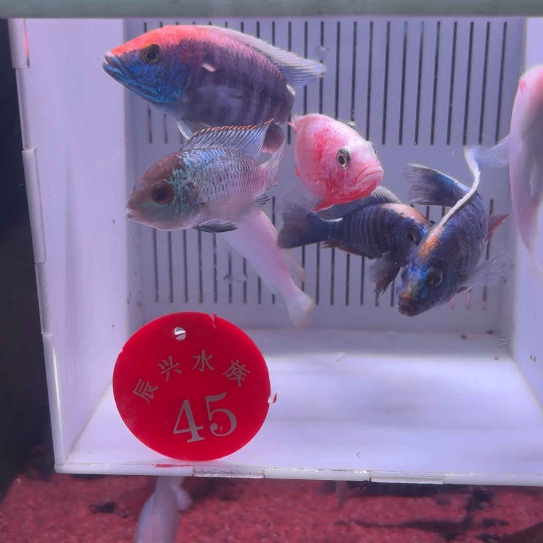 慈鲷鱼直播45号7送1条2快递