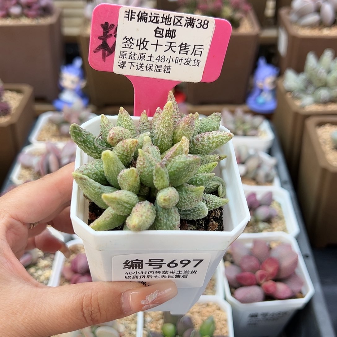 697七彩仙女多肉植物
