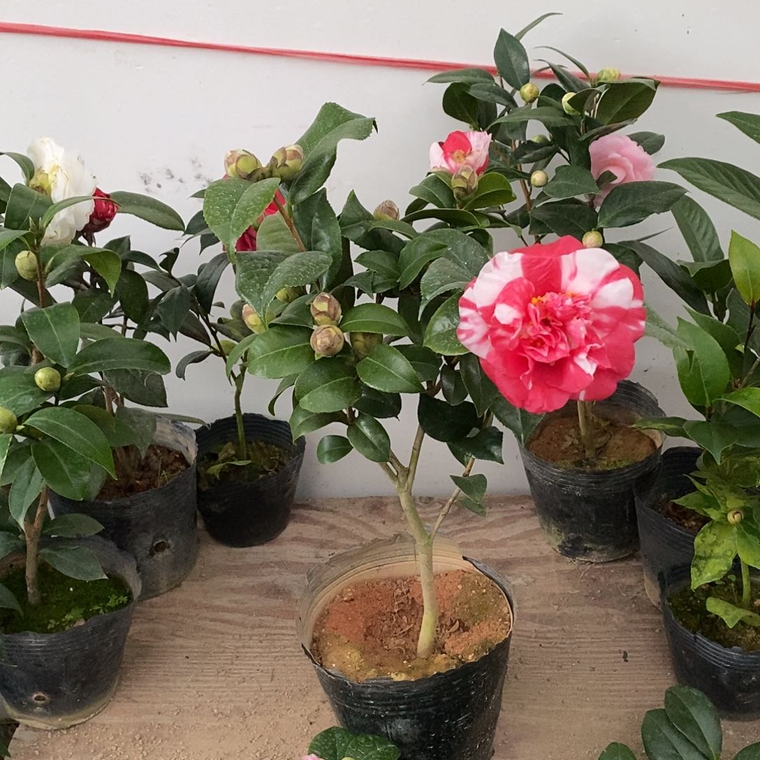 完全开放花露珍茶花