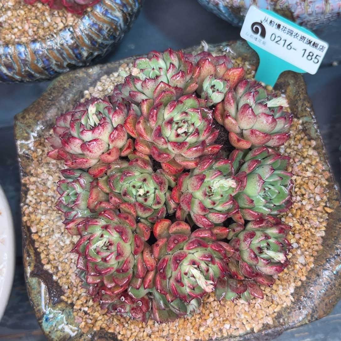 多肉一物一拍0216-185