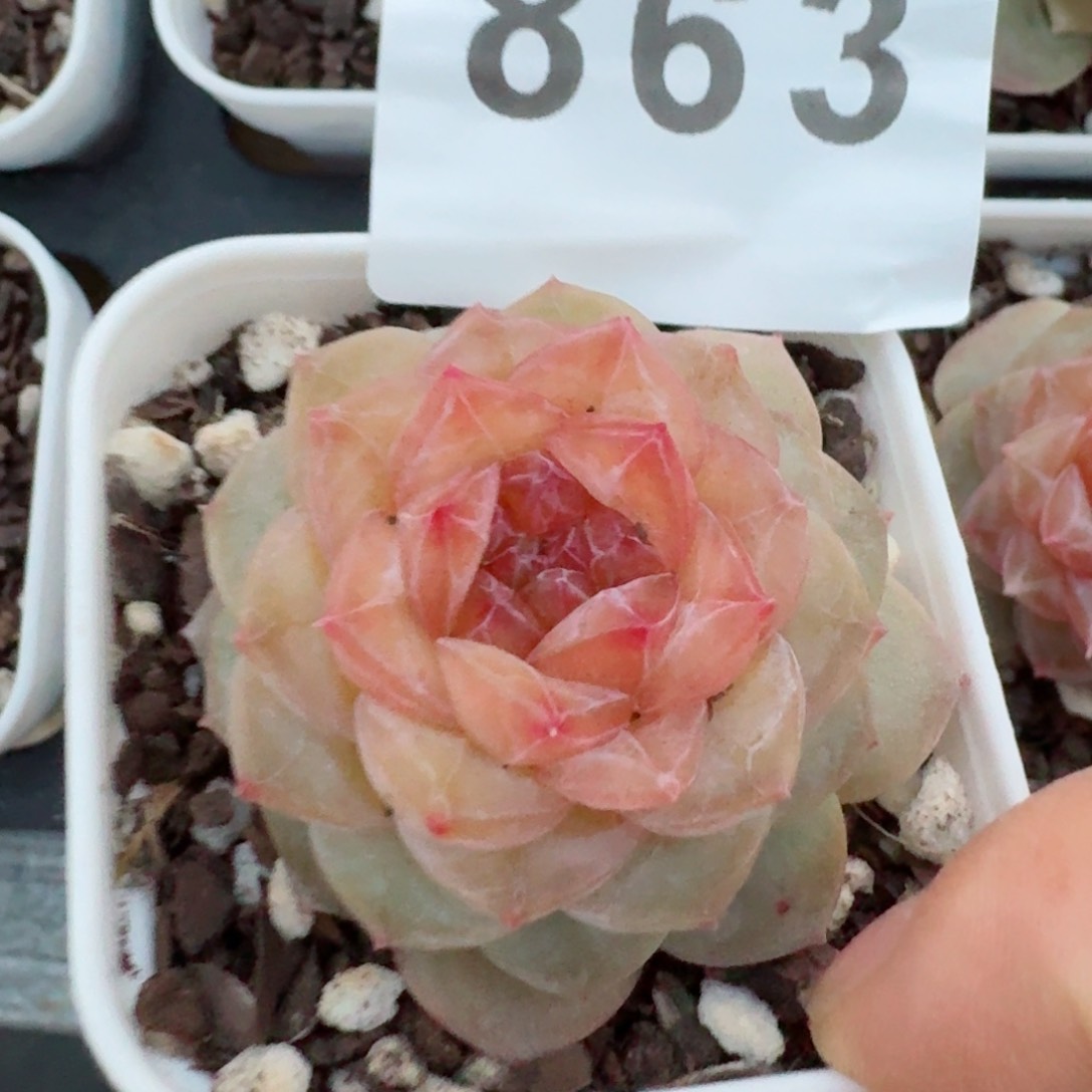 孤品         精品多肉