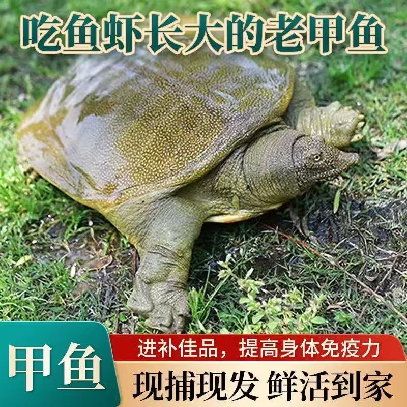 【专属】鲜活生态外塘生长生鲜鱼冷水团鱼王八鳖活体生鲜6-5斤