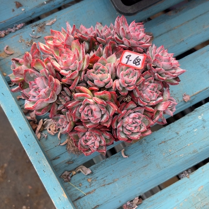 陌***绵精品多肉植物老桩黑天鹅