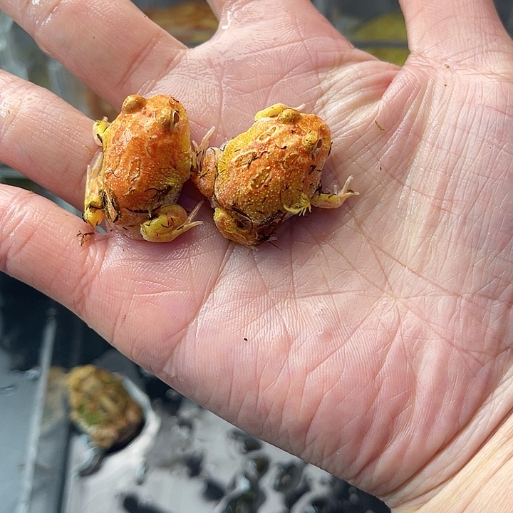 小草莓2只拍拍拍拍拍