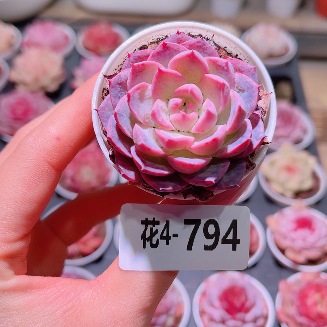 花利美4-794新品