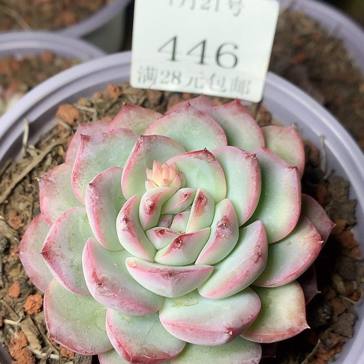 【闪购商品】云446