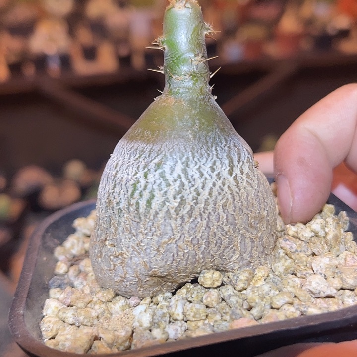 满38包邮2天凑单，脱土晾根发货多肉植物实生天马空