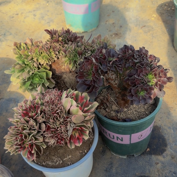 特价法师特特特三颗05