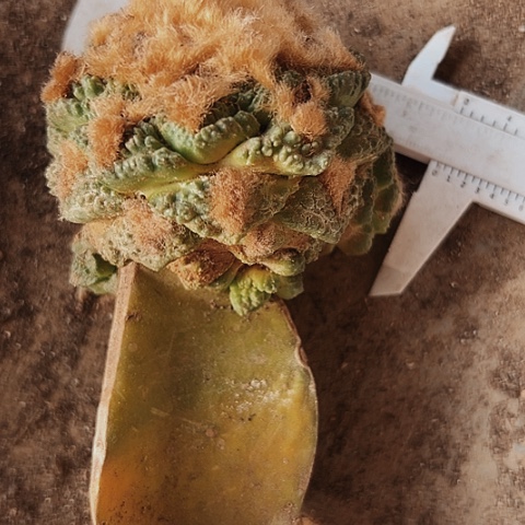 368仙人球的比赛将