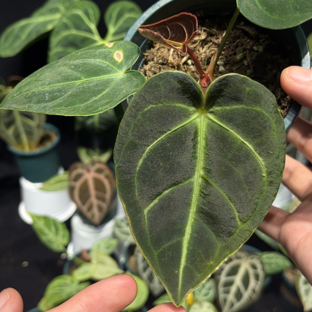 不开花植物贝斯籽播