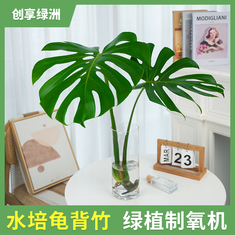 【水培龟背竹】室内绿植盆栽开背四季常青耐阴植物好养易活北欧家居