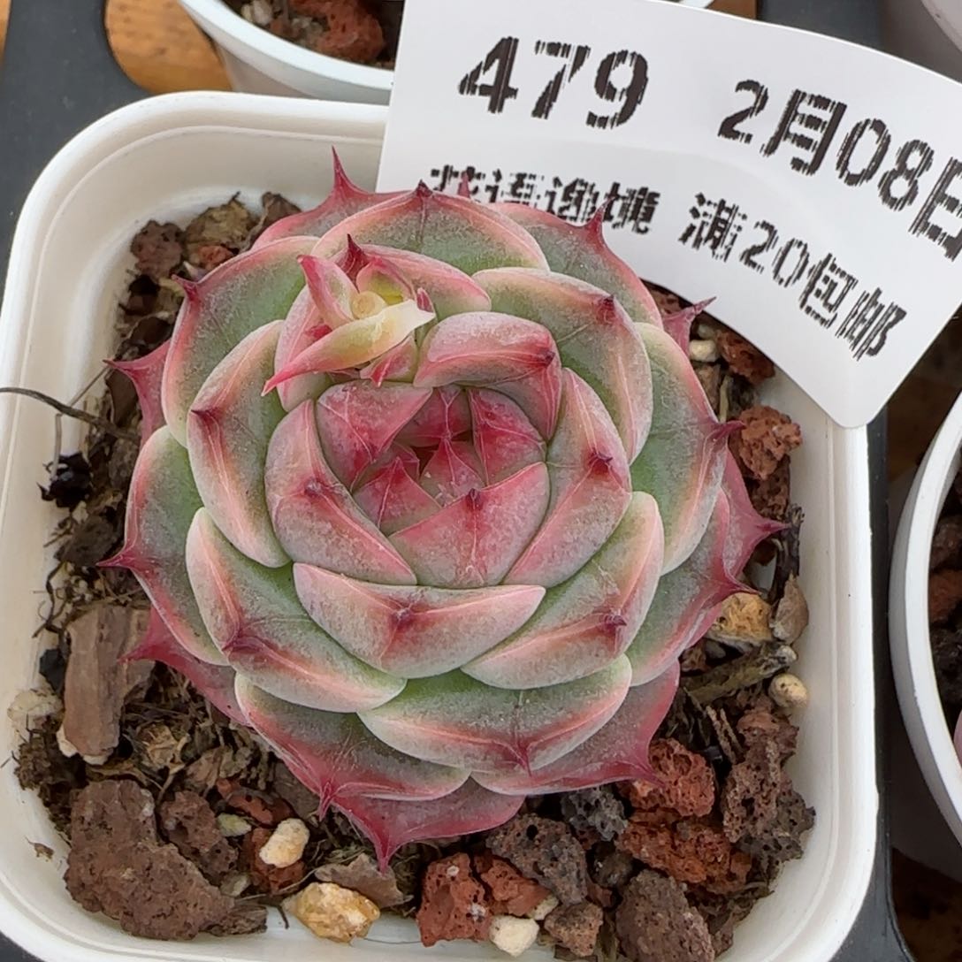 花语逸镜0208-479