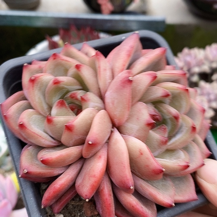 Q橙整无砍多肉无砍