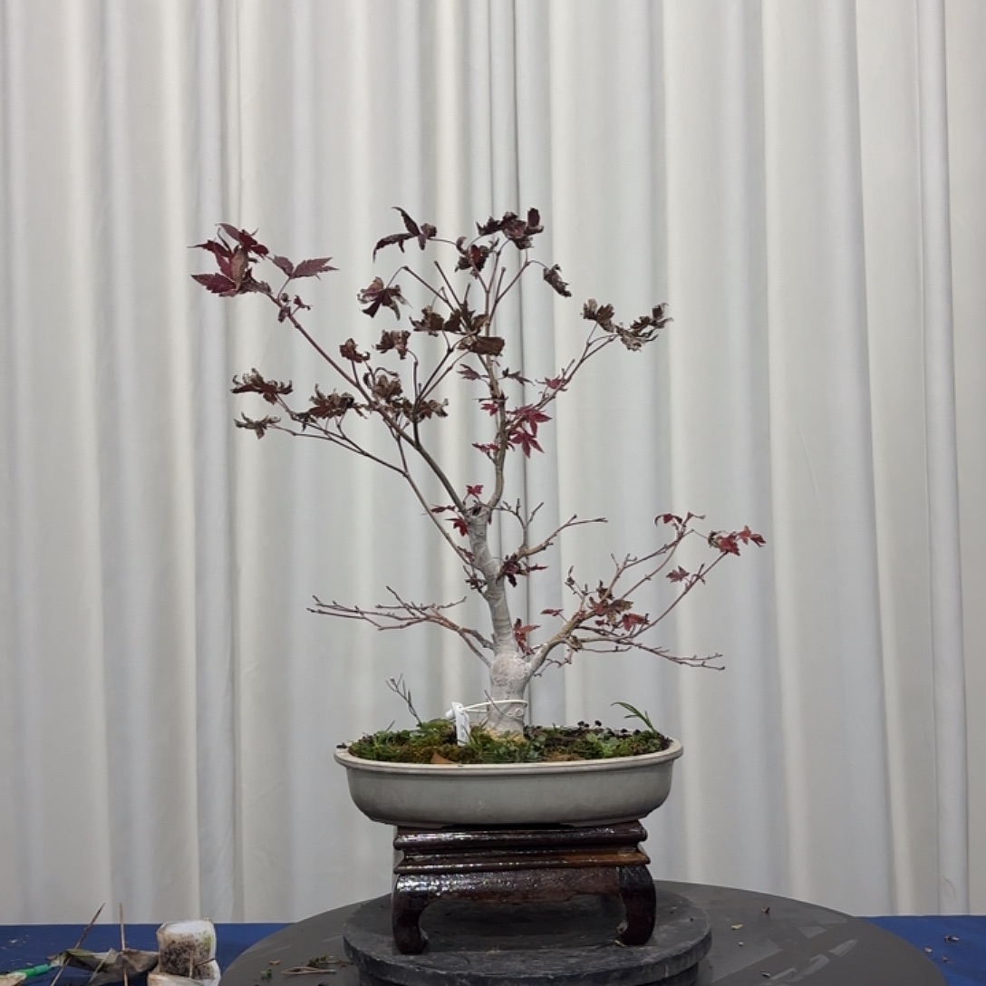 金***前无花朵枫树枫树枫树枫树枫树