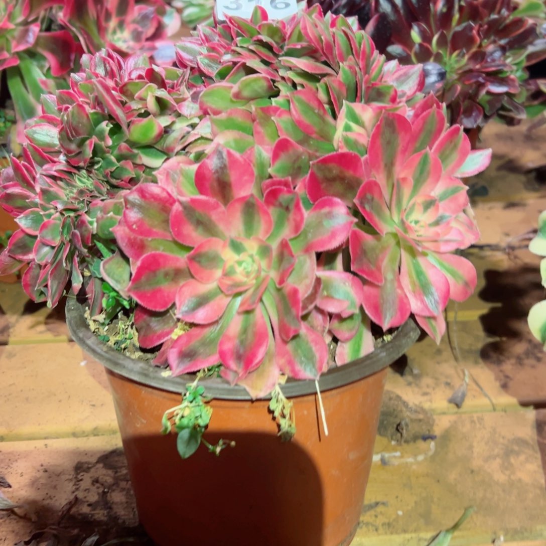 316 号多肉法师新年福利